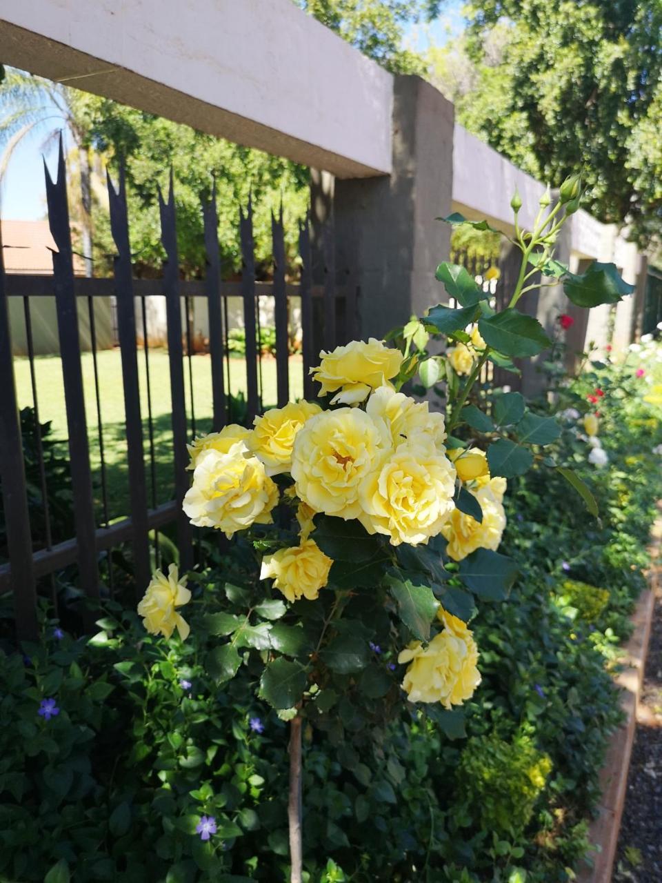 Aaa Rose Garden Guesthouse Mookgophong Exterior photo